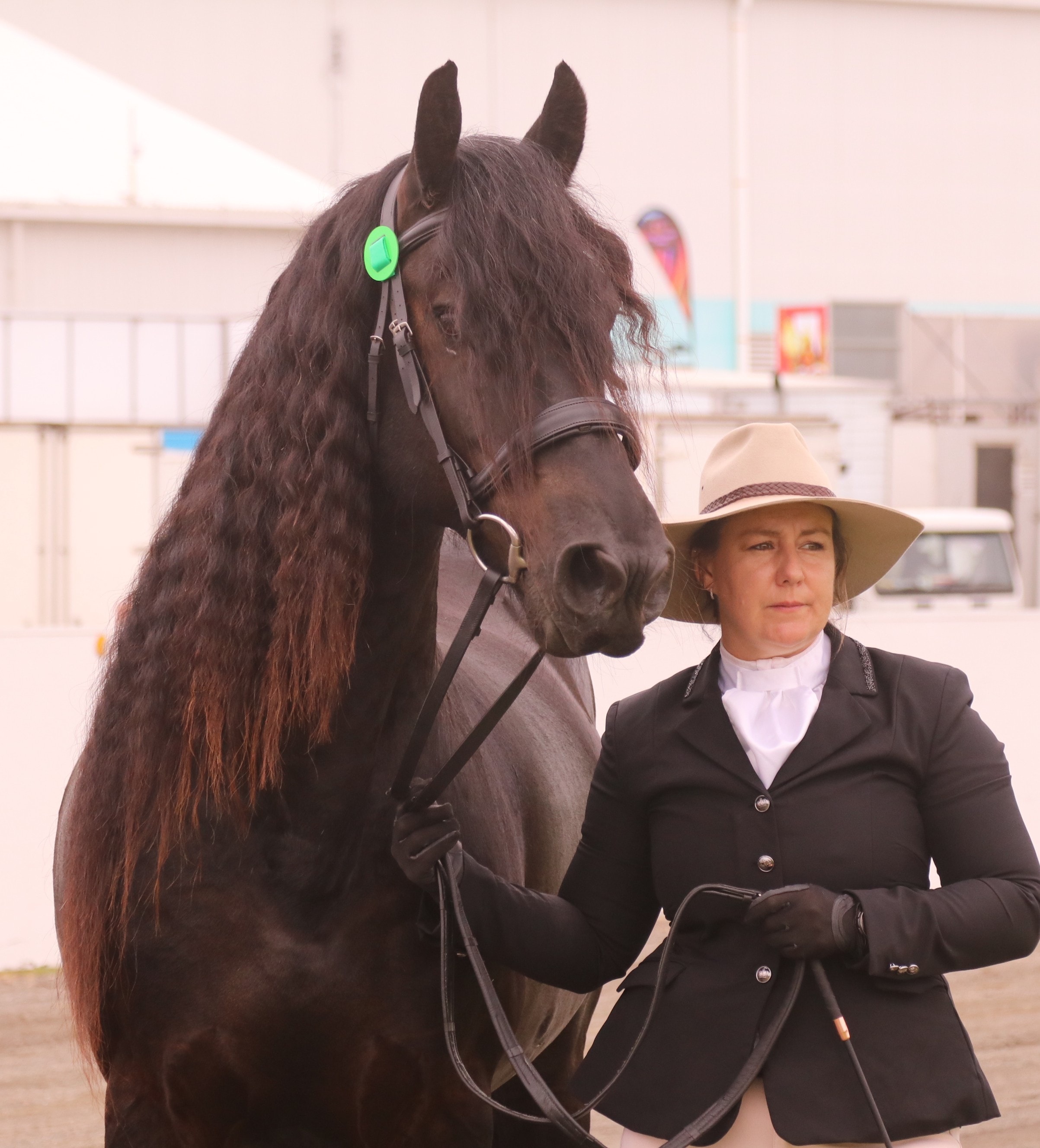 Friesian horse with handler outdoors